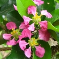  آسرولا شکوفه Acerola blossom